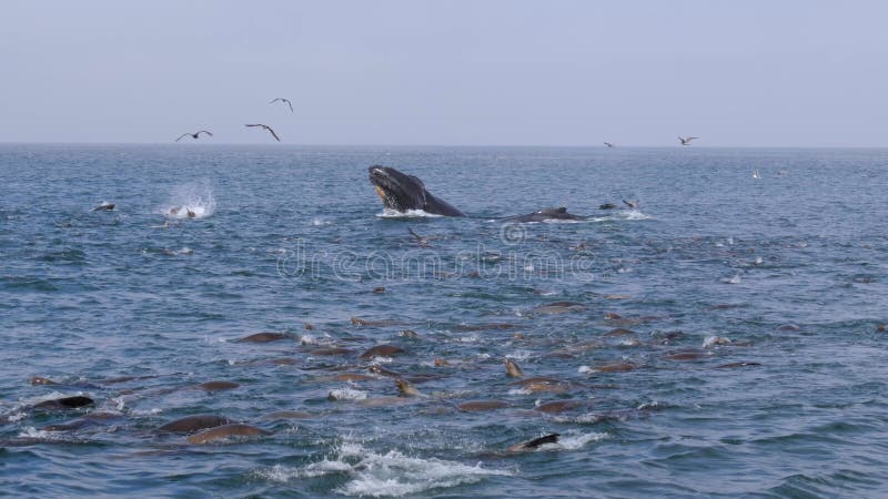 Humpback whales, sea lions and birds hunting together at Monterey Bay, USA