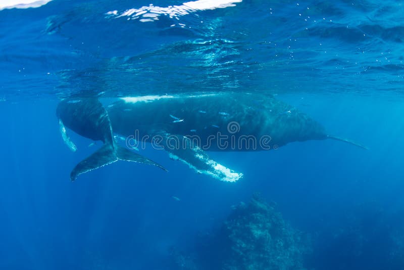 Humpback Whales on Surface of Atlantic Ocean Stock Photo - Image of ecosystem, biology: 89013302
