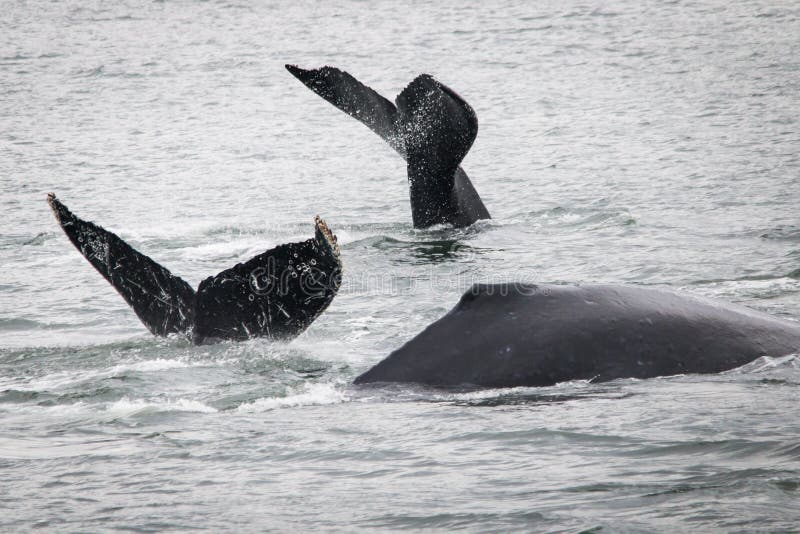 Humpback Whales Stock Photo Image Of Alaska Ocean Swimming