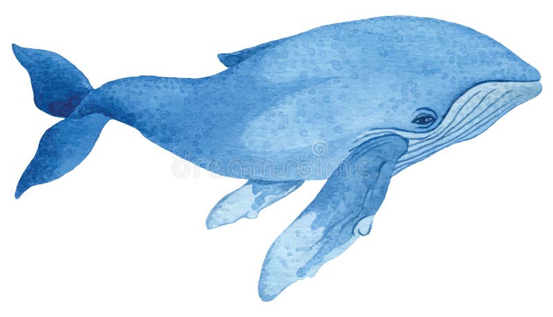 Humpback wieloryb ilustracji Humpback wieloryb ilustracji