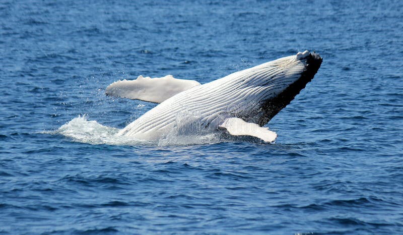 Humpback wieloryb zdjęcia stock Humpback wieloryb zdjęcia stock
