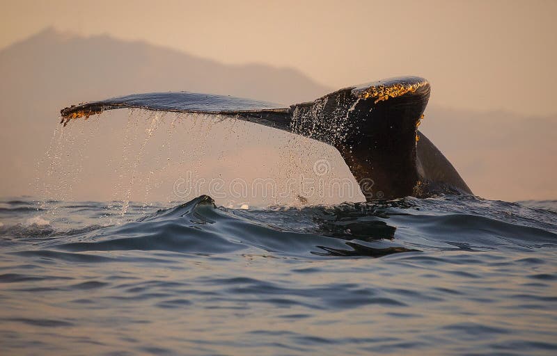Humpback wieloryba fuks zdjęcie royalty free Humpback wieloryba fuks zdjęcie royalty free