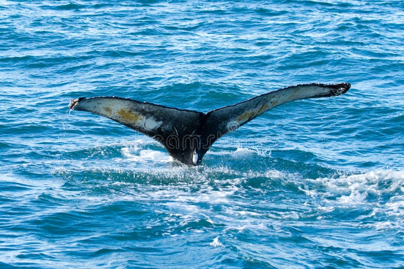 Humpback wieloryba ogon zdjęcia royalty free Humpback wieloryba ogon zdjęcia royalty free
