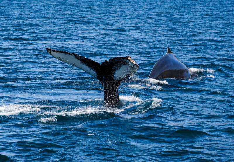 Humpback wieloryba ogon narusza, na wielorybiej dopatrywanie wycieczce na Iceland, zdjęcie stock Humpback wieloryba ogon narusza, na wielorybiej dopatrywanie wycieczce na Iceland, zdjęcie stock