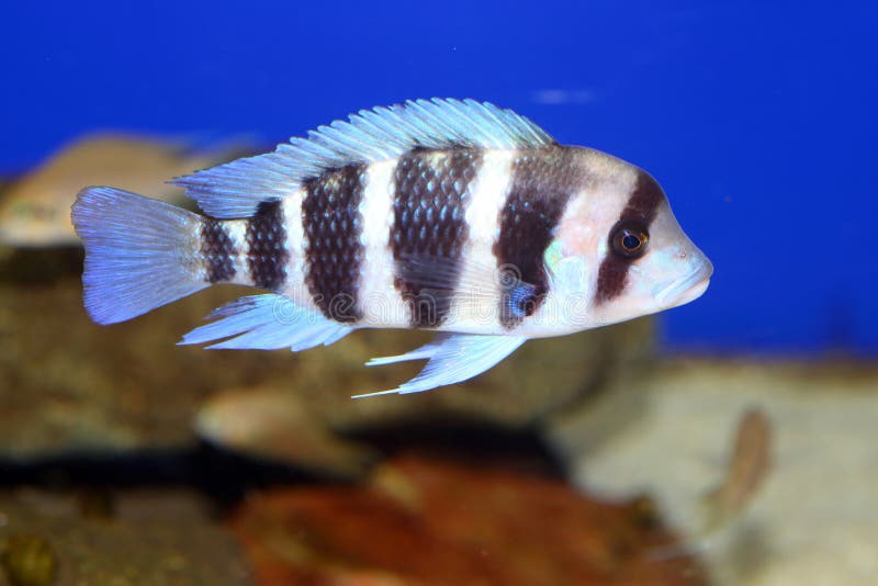 Humphead Cichlid