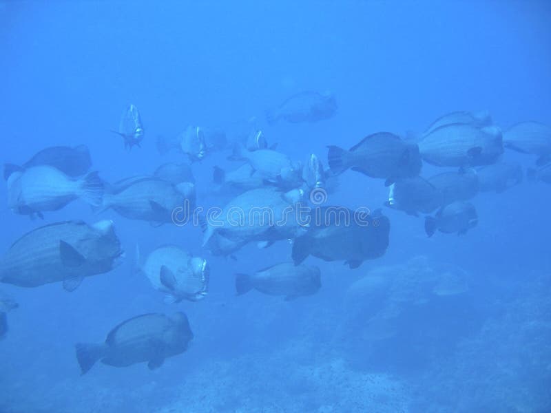 Humphead Parrotfish Together