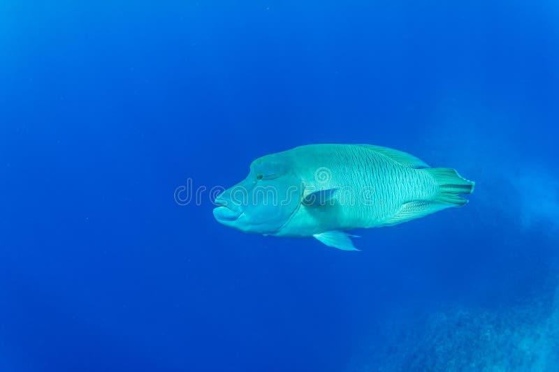 Humphead Wrasse With Scuba Diver Stock Photo - Image of reef, beautiful ...