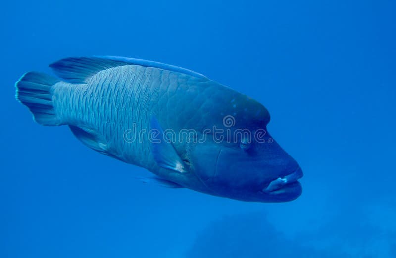 Humphead wrasse stock photo. Image of humphead, cheilinus - 59565228