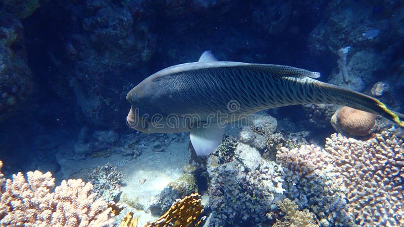 Humphead Wrasse or Napoleon Wrasse, Napoleon Fish, Napoleonfish ...