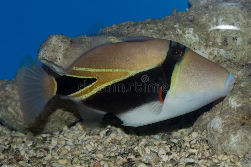 Considered to be Hawaii`s state fish, the Humu Rectangle Triggerfish, also known as the Rectangular Triggerfish, Wedge-tailed Trigger, or the V-line Humuhumunukunukuapuaa, has a pearly white face and two blue and black stripes across the eyes. It is also recognized by the black V-pattern outlined in yellow that highlights the posterior section of the body.