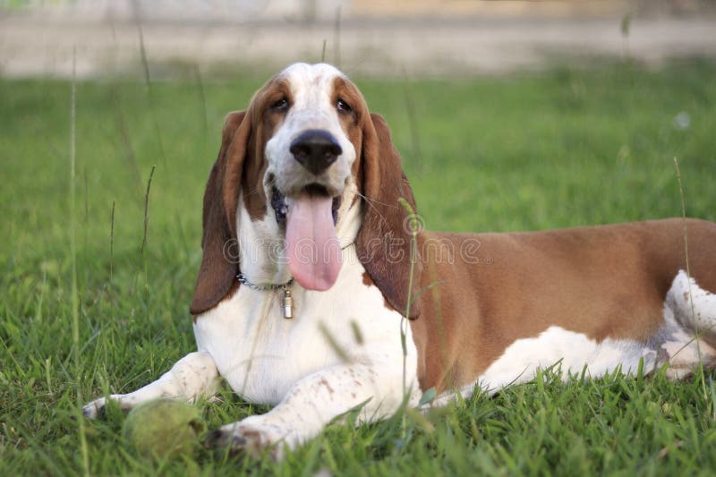 Ein Hund Der Dachshund Hund Zucht Mit Einem Becher Des Kaffees Und Des