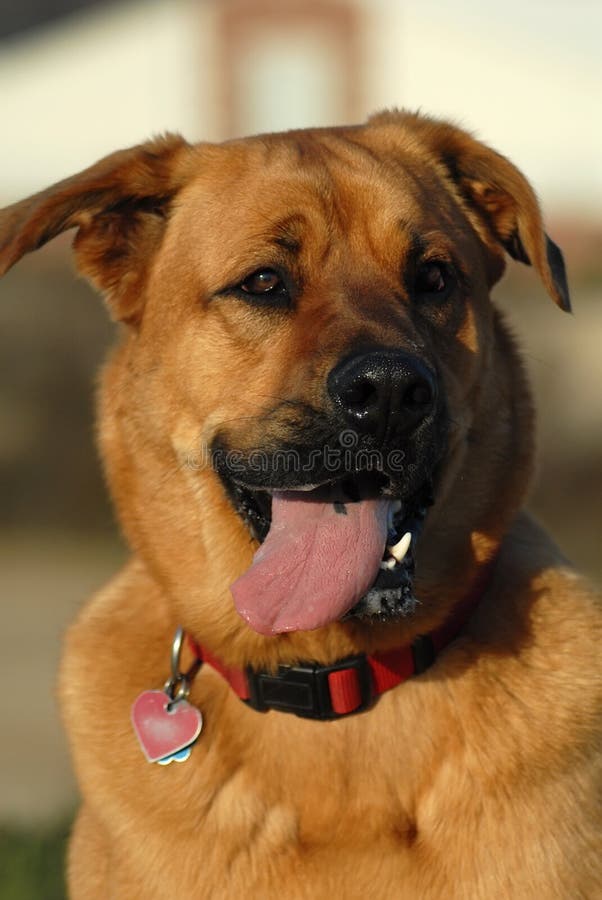 Ein Netter Zwergpudelhund, Der Eifrig Seiner Nahrung Betrachtet