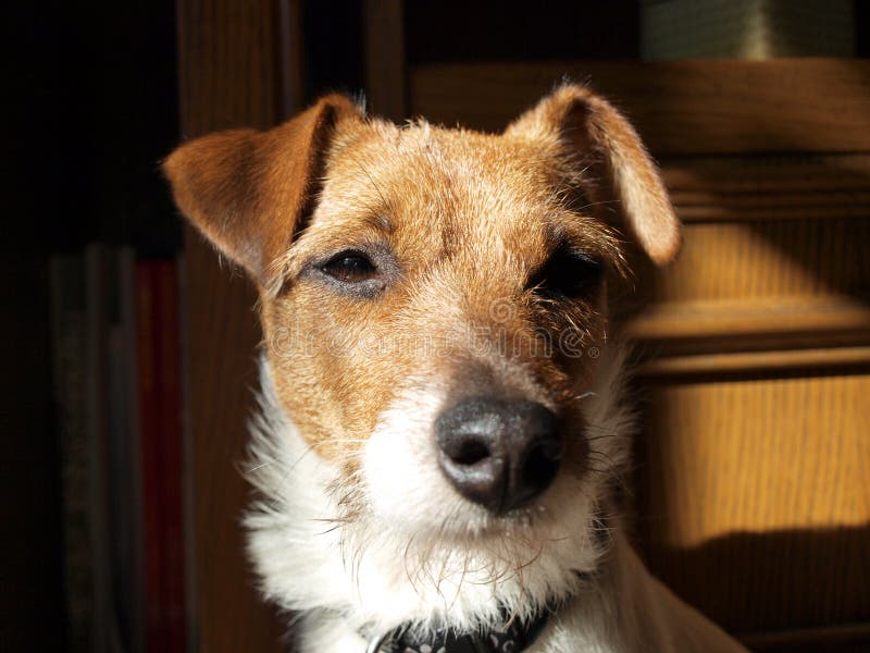 Weißer BoxerHund stockfoto. Bild von aufmerksam, ohren 22471616
