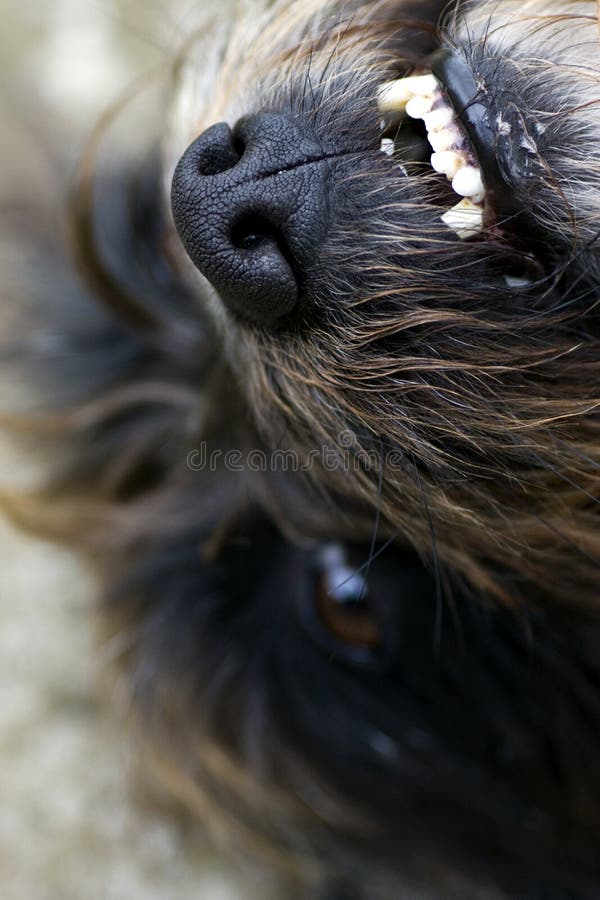 Weißer BoxerHund stockfoto. Bild von aufmerksam, ohren 22471616