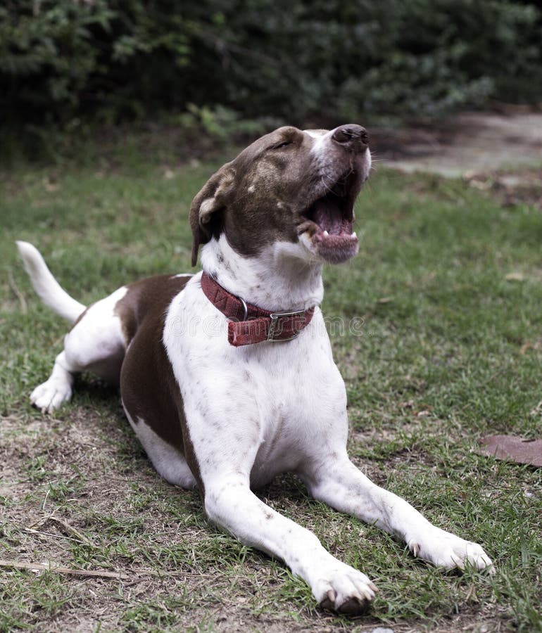 Heulender Hund StockFotos Laden Sie 80 RoyaltyFree Fotos herunter