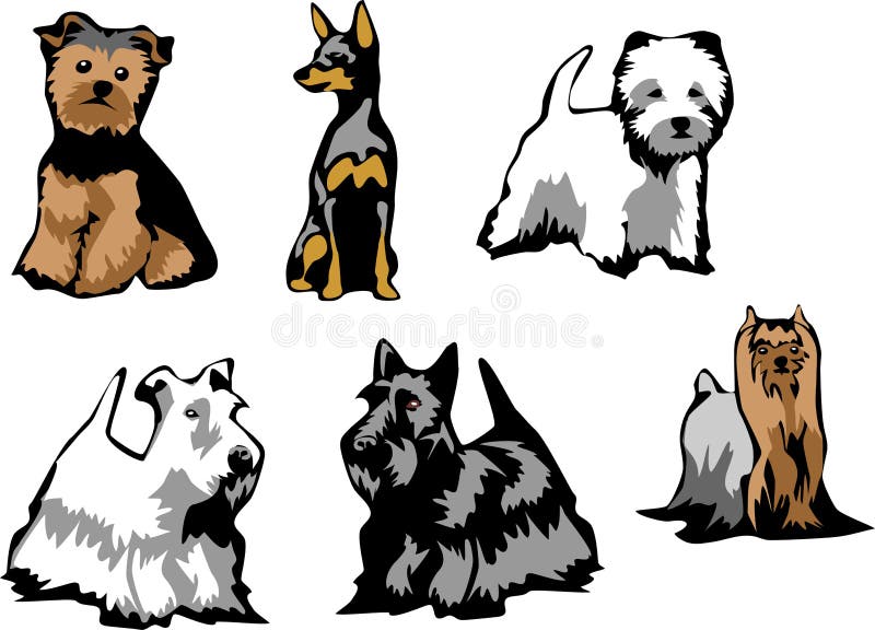 Color illustrations of terriers - silky, manchester toy, westhighland white, sealyham, scottish, yorkshire. Color illustrations of terriers - silky, manchester toy, westhighland white, sealyham, scottish, yorkshire