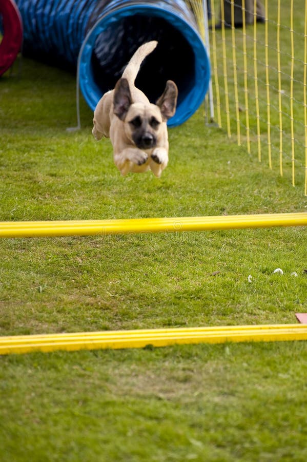 Scene on a dog meeting in kiel, germany. Scene on a dog meeting in kiel, germany