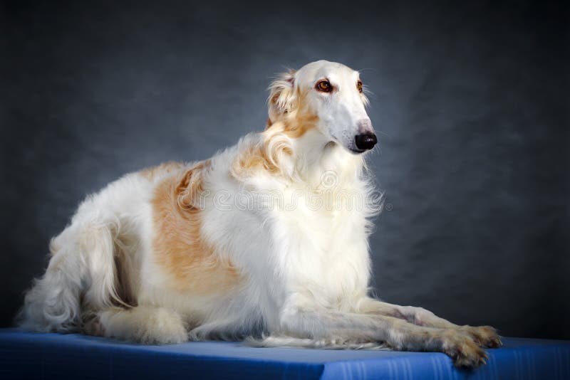 Russischer Jagdhund stockbild. Bild von field, jagd, hund 25987017