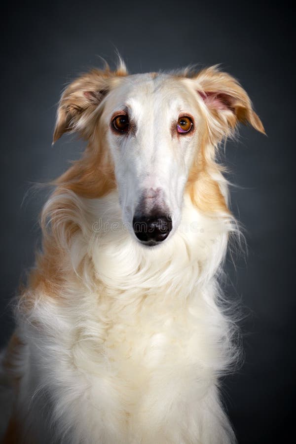 Russischer Jagdhund stockbild. Bild von field, jagd, hund 25987017