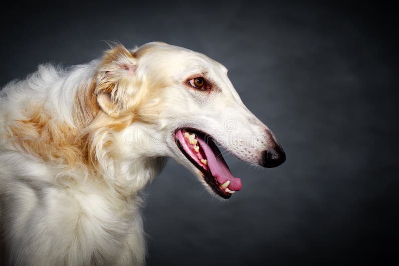 Russischer Jagdhund stockbild. Bild von field, jagd, hund 25987017