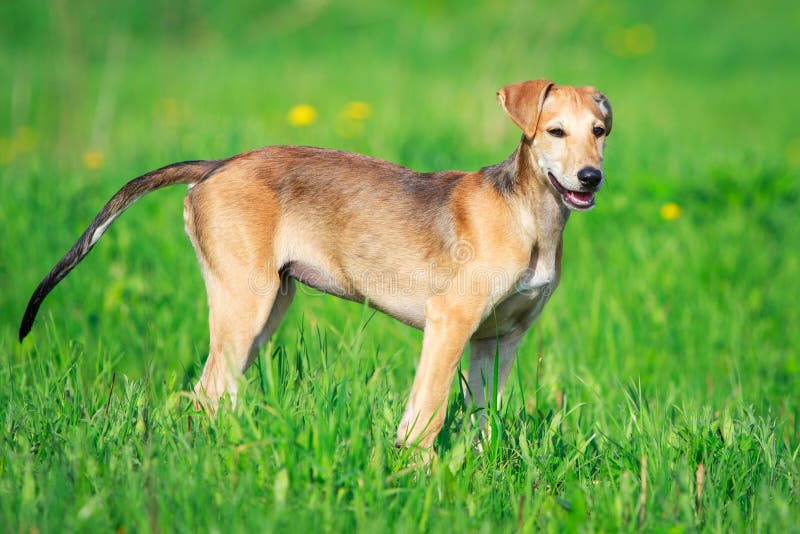 Russischer Jagdhund stockbild. Bild von hund, weiß, tier 25987017