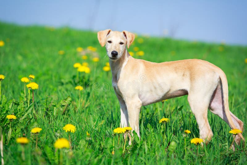 Russischer Jagdhund stockbild. Bild von field, jagd, hund 25987017