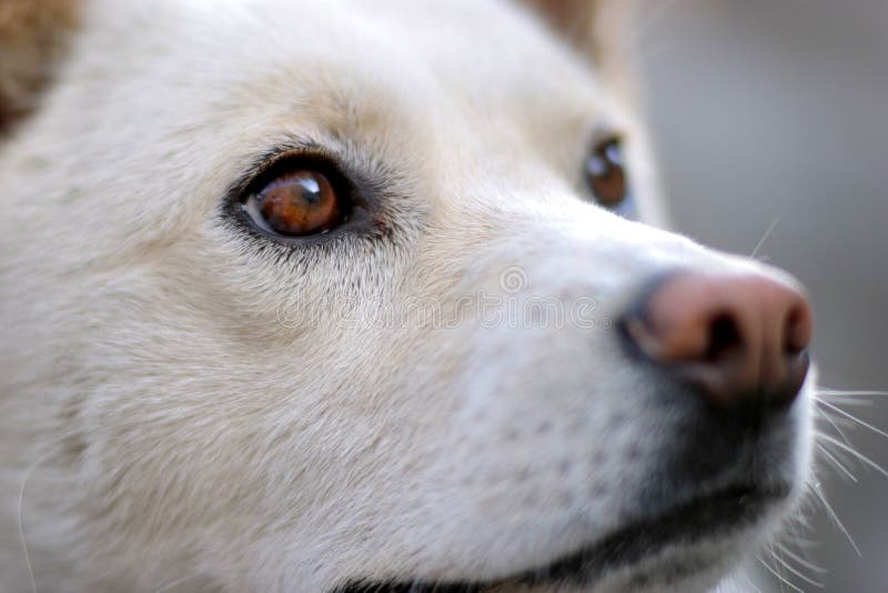 Jindo Hund stockfoto. Bild von intelligent, koreanisch 484924