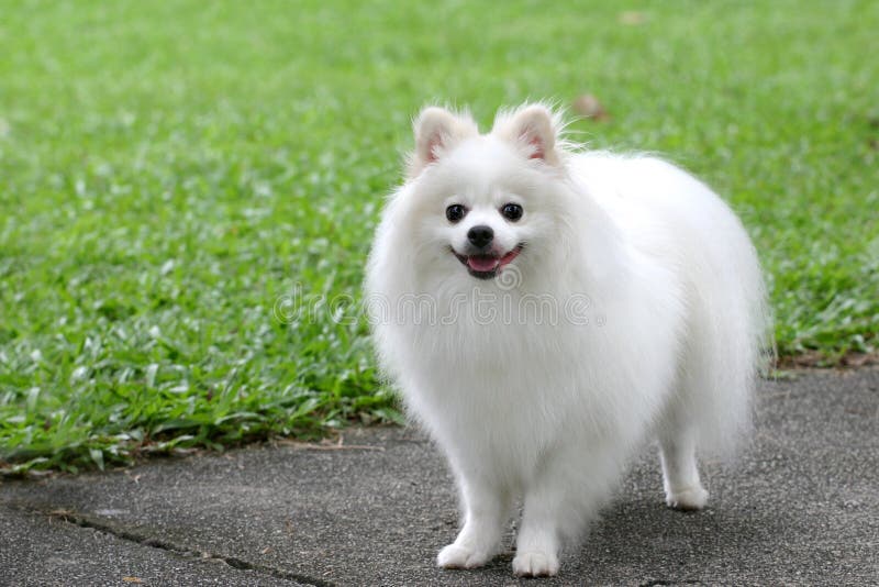 hund royaltyfri fotografi hund royaltyfri fotografi