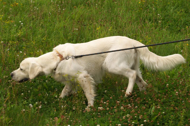 Hund Schnüffelt An Einer Blume Stockbild Bild von hund, braun 52045017