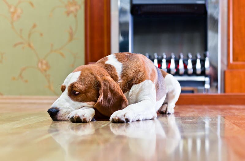 Hund auf einem Boden stockfoto. Bild von raum, wohnung 31956278