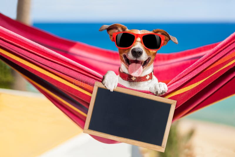 Hund Auf Hängematte Im Sommer Stockbild Bild von sommer, hund 67494869