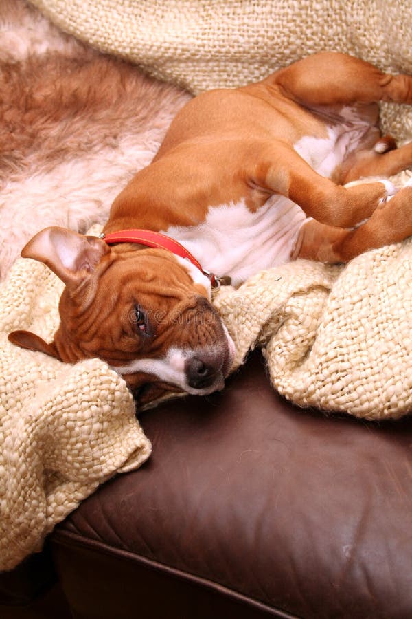 Hund Des Goldenen Apportierhunds, Der Nahe Einem Kamin Liegt Stockfoto