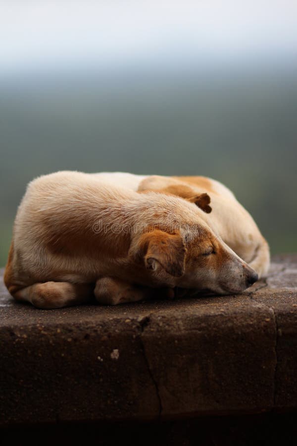 Traum des Hundes stockfoto. Bild von brut, gewissenhaftigkeit 77792610