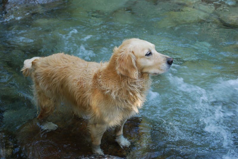 Aufmerksamer Golden RetrieverHund, Der Oben Sitzt Stockfoto Bild von