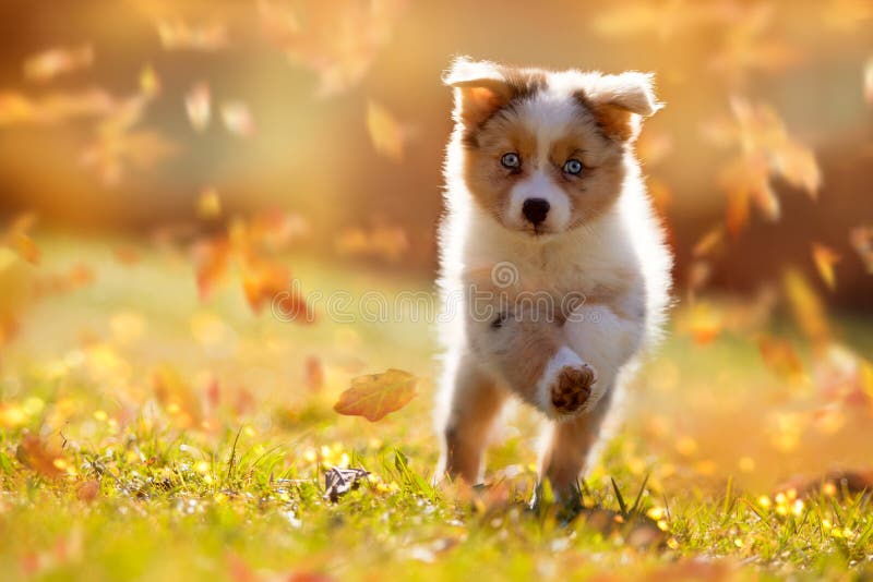 Hund, australischer Schäferwelpe, der in Herbstlaub springt