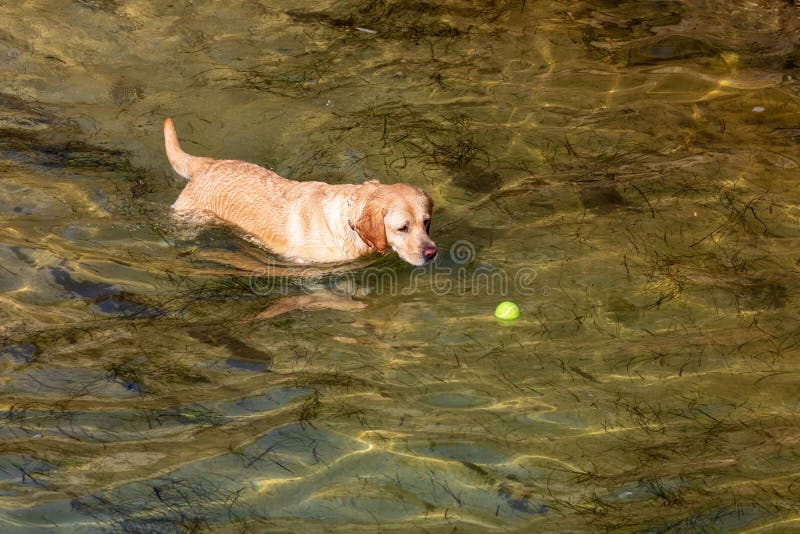 Hund av avellabradoren förgrund Kort och ljust hår arkivfoton Hund av avellabradoren förgrund Kort och ljust hår arkivfoton