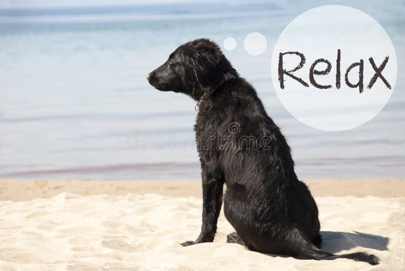 Hund Bei Sandy Beach, MerciDurchschnitte Danken Ihnen Stockbild Bild