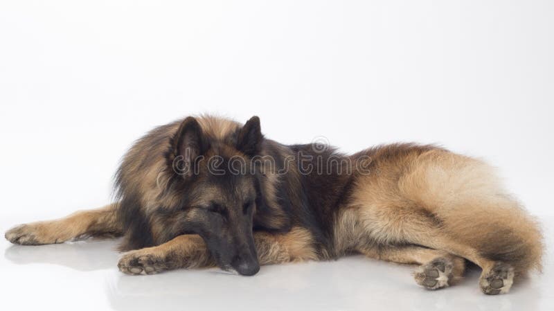 Hund belgisk herde Tervuren som sover, royaltyfri foto Hund belgisk herde Tervuren som sover, royaltyfri foto