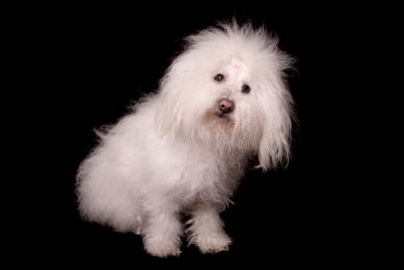 Hund Bichon Von Bolognese Entspannen Sich Im Park Stockfoto Bild