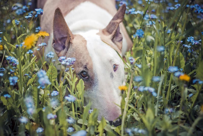 Hund blommor som är ledsna royaltyfria foton Hund blommor som är ledsna royaltyfria foton