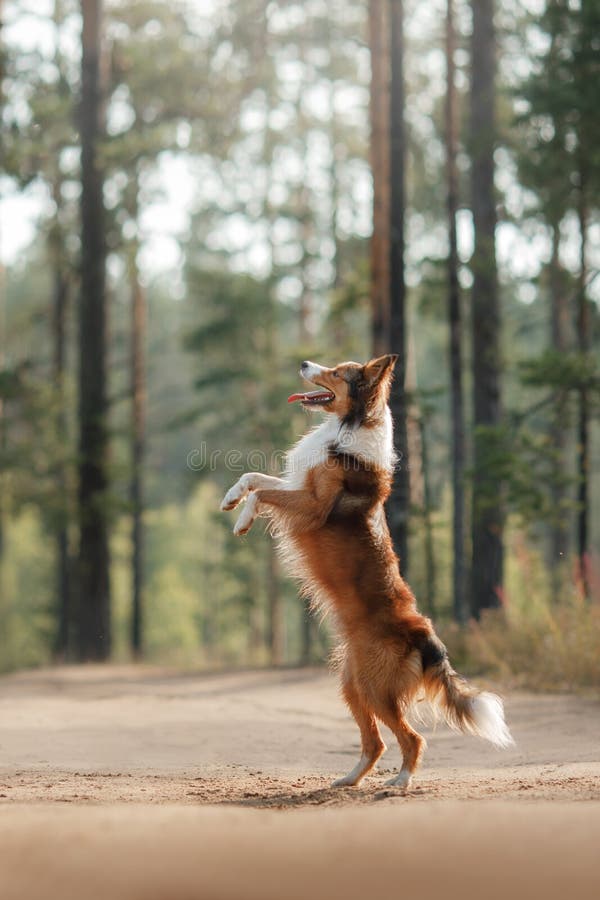 Border Collie Auf Hinterbeinen Stockbild Bild von rein, jung 98848443