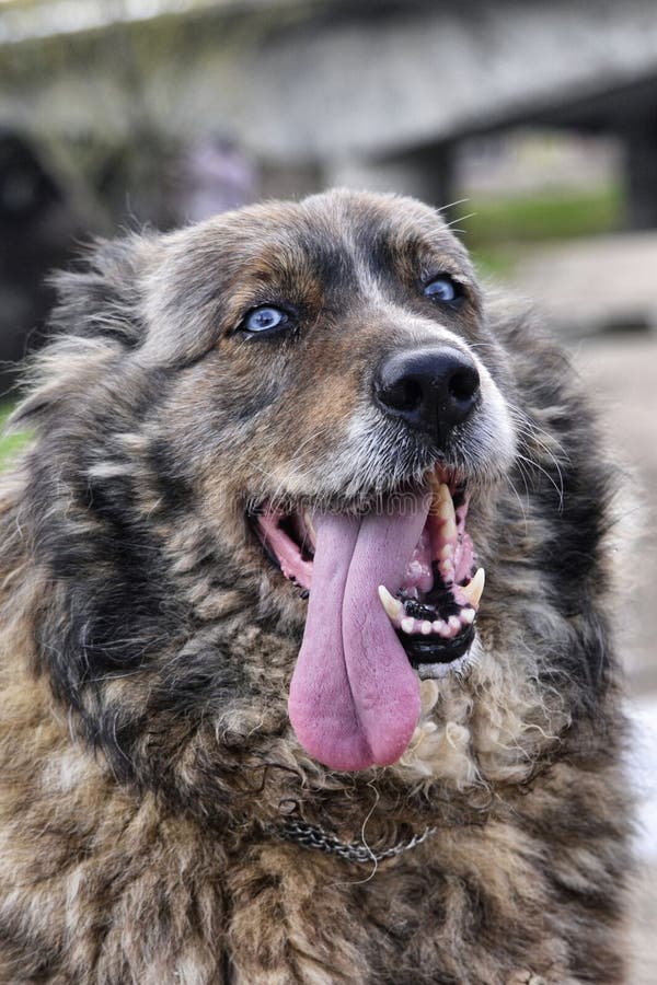Welpe Ciobanesc Romanesc De Bucovina Stockbild Bild von sheepfold