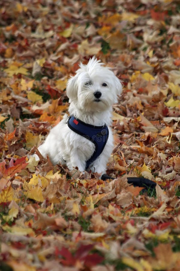 Hund in den Herbst-Blättern stockfoto Hund in den Herbst-Blättern stockfoto