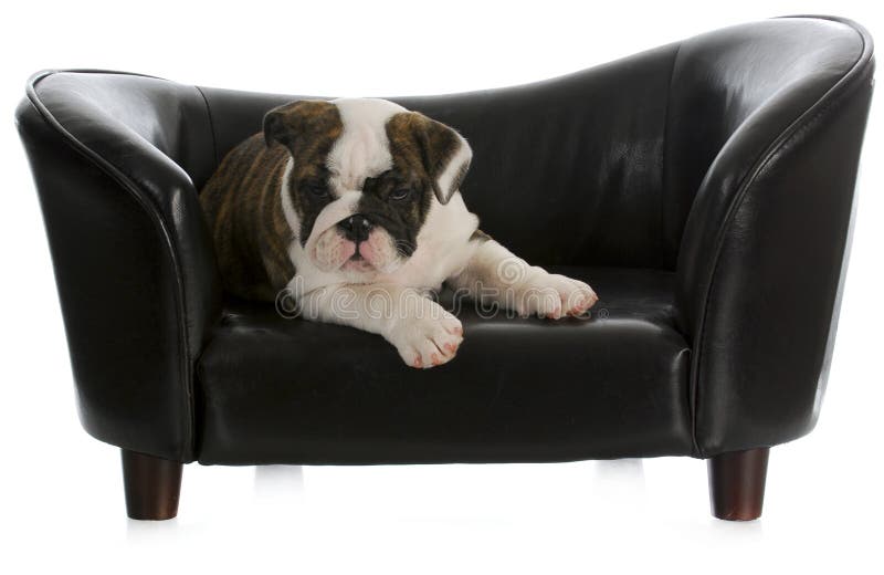 Hund, der auf Couch legt stockbild. Bild von bett, säugetier 23237559