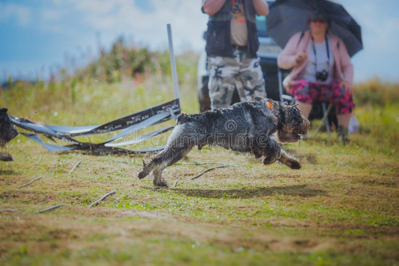 Hund, der auf den Gebieten kursiert lizenzfreie stockfotos Hund, der auf den Gebieten kursiert lizenzfreie stockfotos