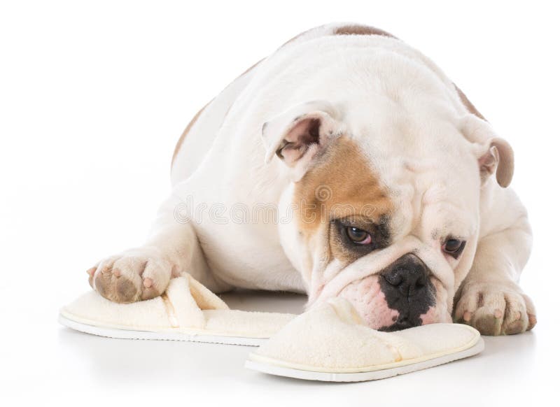 Hund, Der Auf Pantoffeln Kaut Stockbild Bild von alleine, getrennt