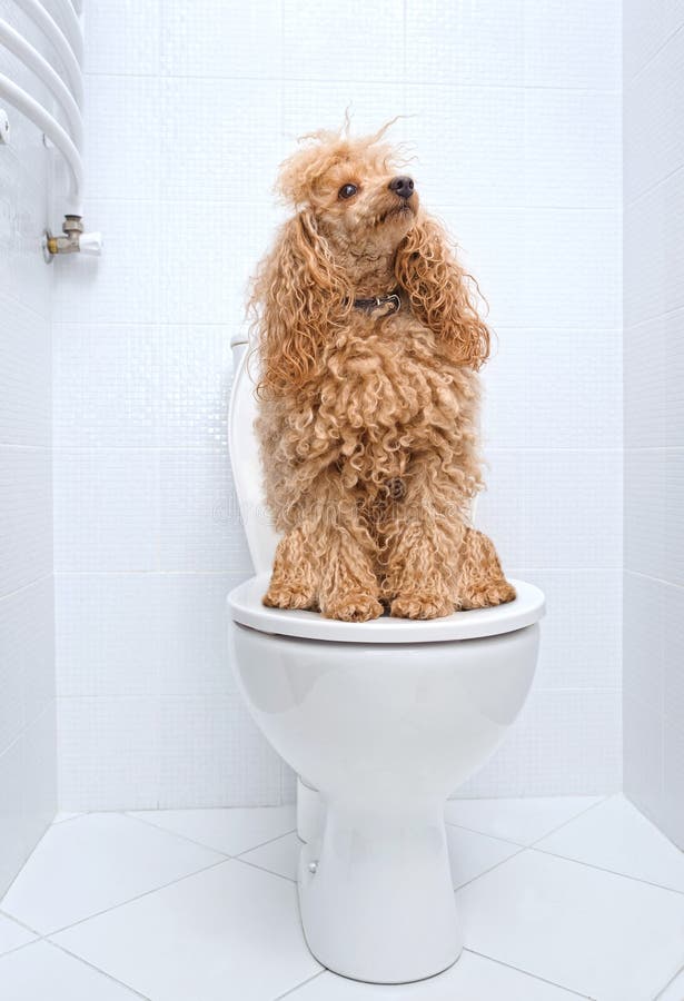 Hund, Der Auf Toilette Sitzt Stockbild Bild von haupt, hund 56355513