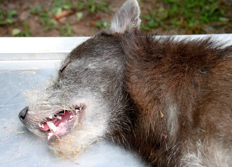 Perineal Hernie durch Hund stockbild. Bild von tabelle 45958997