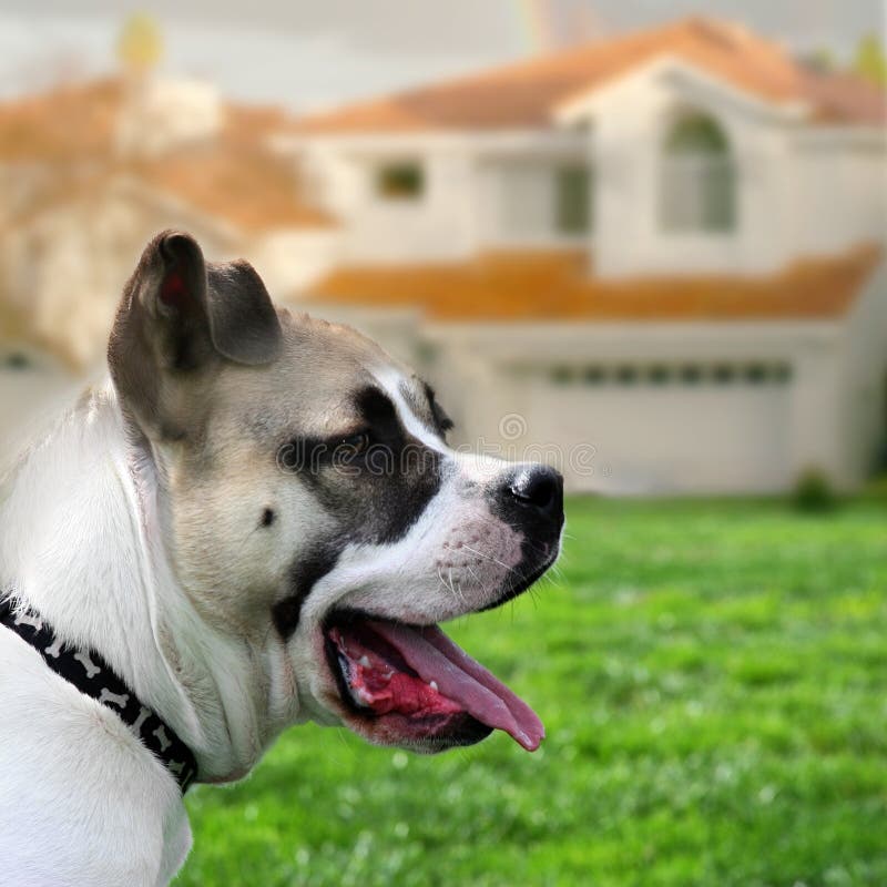 Hund, der das Haus schützt lizenzfreies stockfoto Hund, der das Haus schützt lizenzfreies stockfoto