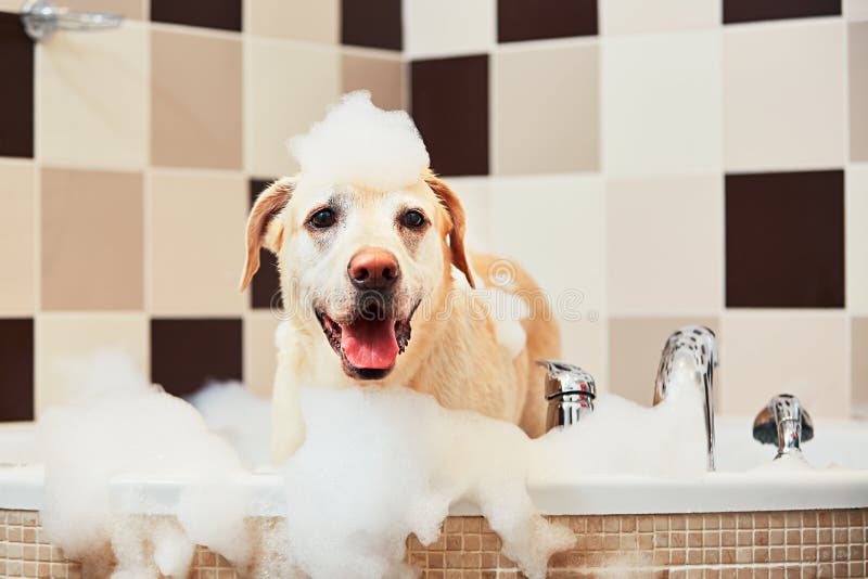 Hund, der ein Bad nimmt